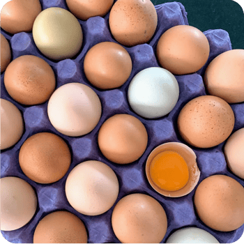 egg-rundehjørner-webbilde2025