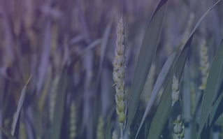 DigiDate med Norganic